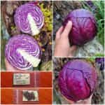 Λάχανο Μωβ ''Cabeza Negra''