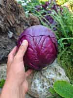 Λάχανο Μωβ ''Cabeza Negra'' - Image 2