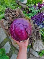 Λάχανο Μωβ ''Cabeza Negra'' - Image 3