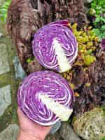 Λάχανο Μωβ ''Cabeza Negra'' - Image 4