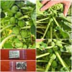 Λαχανάκι Βρυξελλών ''Groninger''