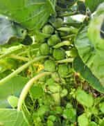 Λαχανάκι Βρυξελλών ''Groninger'' - Image 2