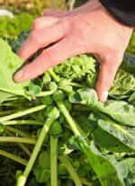 Λαχανάκι Βρυξελλών ''Groninger'' - Image 3