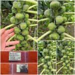 Λαχανάκι Βρυξελλών ''Long Island''