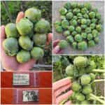 Λαχανάκι Βρυξελλών ''Κασσιόπεια''