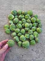 Λαχανάκι Βρυξελλών ''Κασσιόπεια'' - Image 3