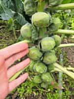 Λαχανάκι Βρυξελλών ''Κασσιόπεια'' - Image 4