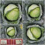 Λάχανο ''Tundra'' F1 Χειμερινό