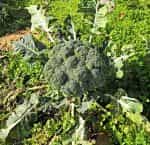 Μπρόκολο ''Reina'' F1 - Image 2