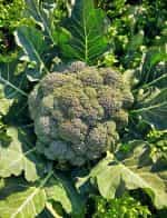 Μπρόκολο ''Reina'' F1 - Image 3