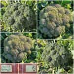 Μπρόκολο ''Reina'' F1