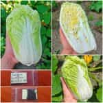 Λάχανο Κινέζικο ''Michihili''