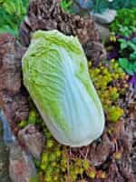 Λάχανο Κινέζικο ''Michihili'' - Image 2