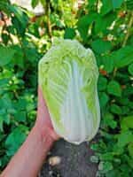 Λάχανο Κινέζικο ''Michihili'' - Image 5