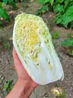 Λάχανο Κινέζικο ''Michihili'' - Image 3