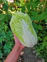 Λάχανο Κινέζικο ''Michihili'' - Image 6