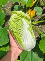 Λάχανο Κινέζικο ''Michihili'' - Image 4