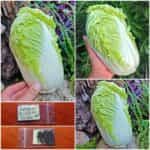 Λάχανο Κινέζικο ''Hilton''