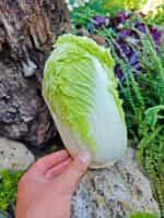 Λάχανο Κινέζικο ''Hilton'' - Image 2