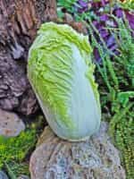 Λάχανο Κινέζικο ''Hilton'' - Image 3