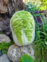 Λάχανο Κινέζικο Γίγας ''Sprinkin'' F1 - Image 2