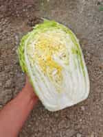 Λάχανο Κινέζικο Γίγας ''Sprinkin'' F1 - Image 3