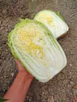 Λάχανο Κινέζικο Γίγας ''Sprinkin'' F1 - Image 4