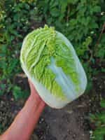 Λάχανο Κινέζικο Γίγας ''Sprinkin'' F1 - Image 5