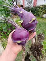 Γουλί ''Purple Vienna'' - Image 2