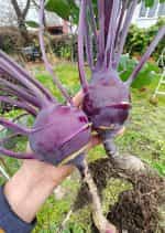 Γουλί ''Purple Vienna'' - Image 3