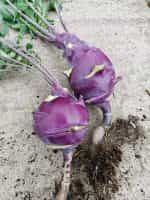 Γουλί ''Purple Vienna'' - Image 4