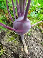 Γουλί ''Purple Vienna'' - Image 5