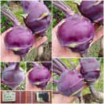 Γουλί ''Purple Vienna''