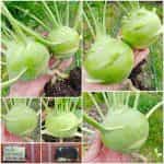 Γουλί ''Delicacy White''