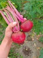 Παντζάρι Ριγωτό ''Chioggia'' - Image 2