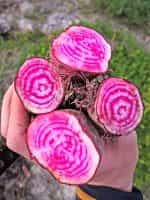 Παντζάρι Ριγωτό ''Chioggia'' - Image 3