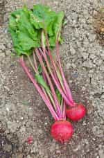 Παντζάρι Ριγωτό ''Chioggia'' - Image 4