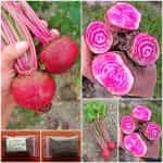 Παντζάρι Ριγωτό ''Chioggia''