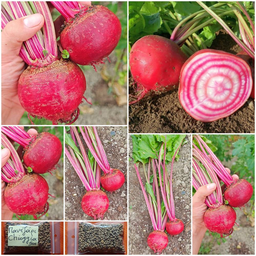 456b Παντζάρι ''Chioggia'' Παραδοσιακό BIO - Image 1
