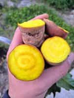 Παντζάρι Κίτρινο ''Golden Detroit'' - Image 4