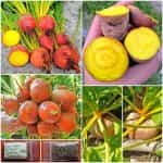 Παντζάρι Κίτρινο ''Golden Detroit''