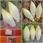 Ραντίτσιο Άσπρο Σικορέ