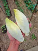 Ραντίτσιο Άσπρο Σικορέ - Image 2