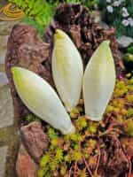 Ραντίτσιο Άσπρο Σικορέ - Image 3