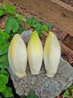 Ραντίτσιο Άσπρο Σικορέ - Image 4