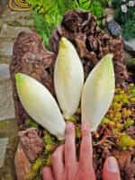 Ραντίτσιο Άσπρο Σικορέ - Image 5