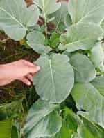 Μαύρο Λάχανο Ποντιακό – Φυλλώδες - Image 2