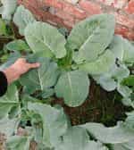 Μαύρο Λάχανο Ποντιακό – Φυλλώδες - Image 3