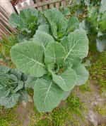 Μαύρο Λάχανο Ποντιακό – Φυλλώδες - Image 4