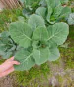 Μαύρο Λάχανο Ποντιακό – Φυλλώδες - Image 5